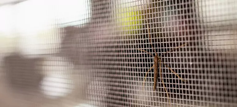 Repair Mosquito Mesh For Windows in Fort Myers, FL